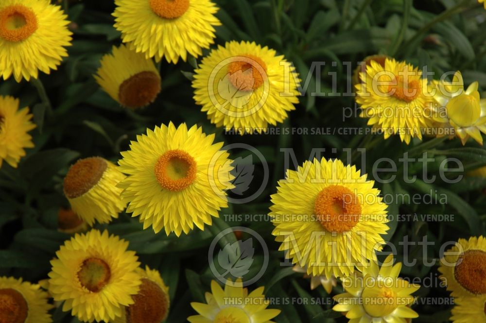 Bracteantha Dreamtime Jumbo Yellow (Strawflower) 1