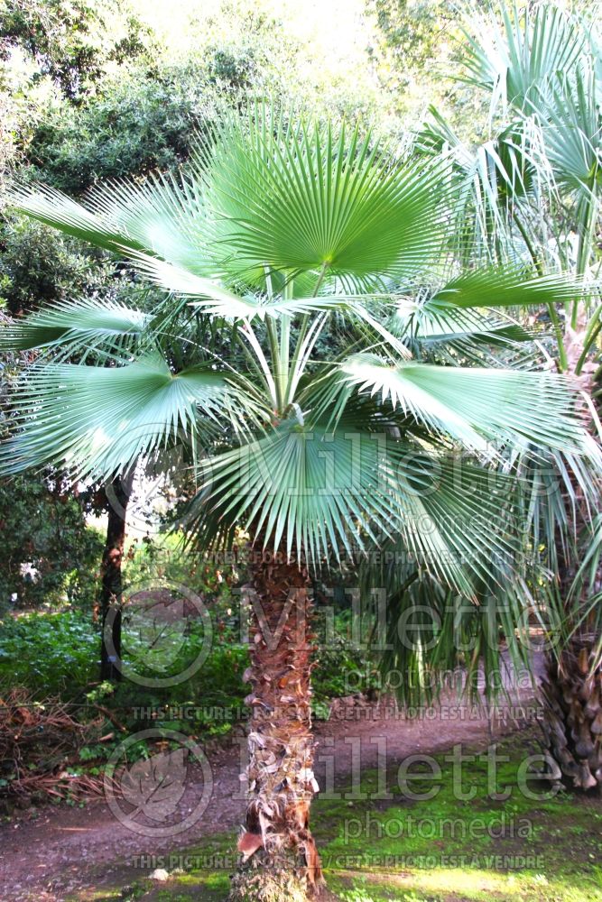 Brahea dulcis (Apak Palm) 1