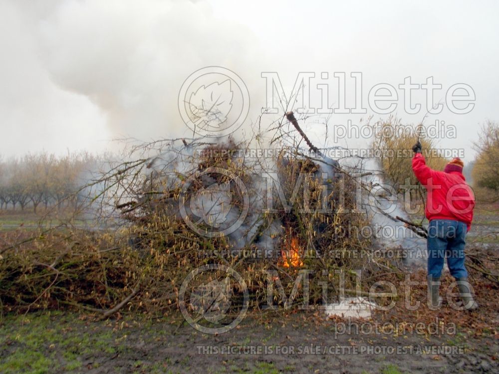 Branches with fungal disease must be destroyed - disease and damage 1