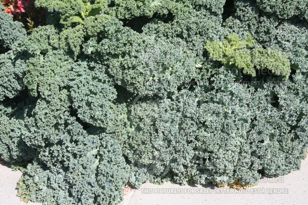 Brassica Vitessa (Ornamental kale) 2 