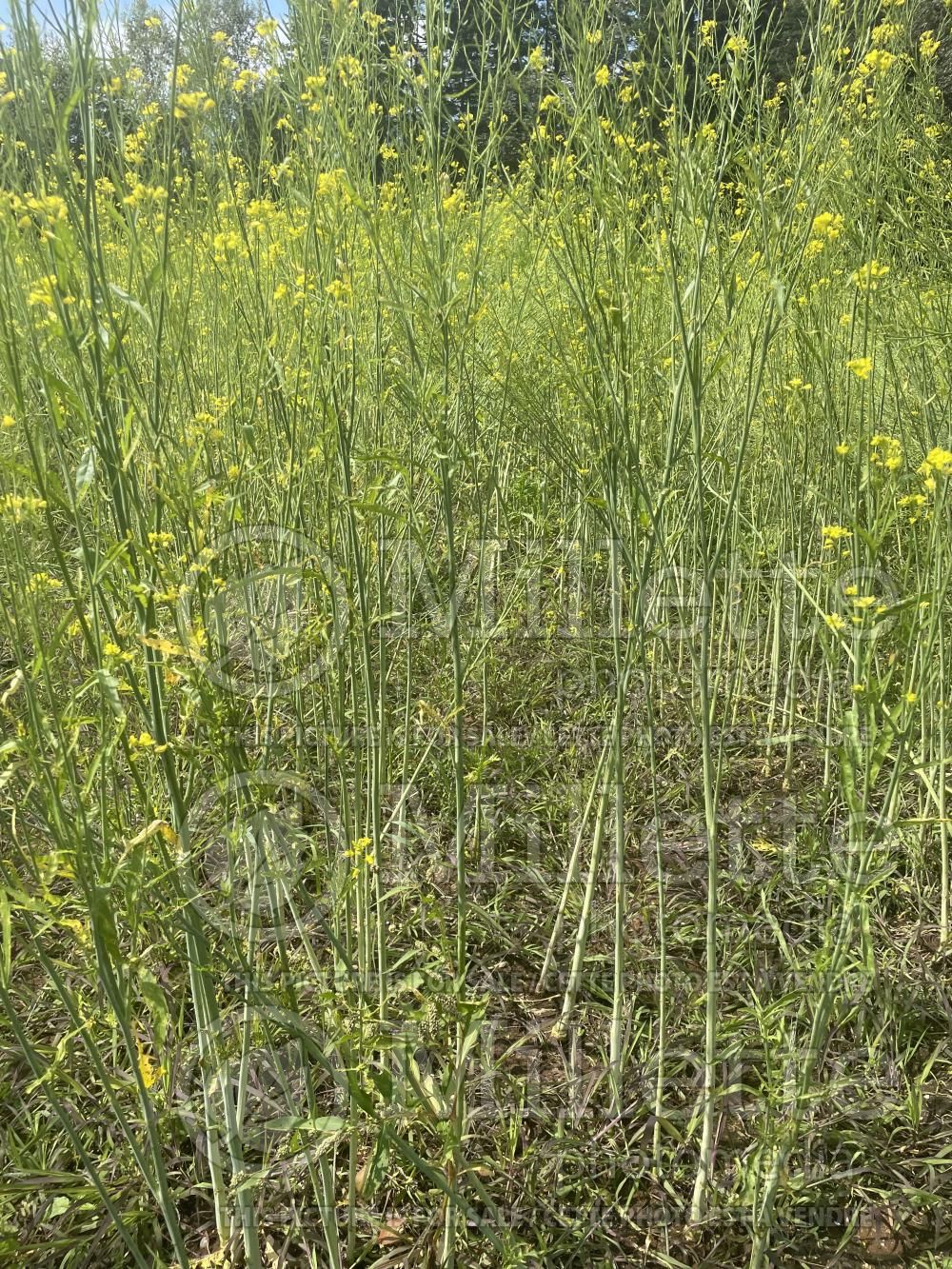 Brassica Eclipse (Chinese mustard vegetable) 1