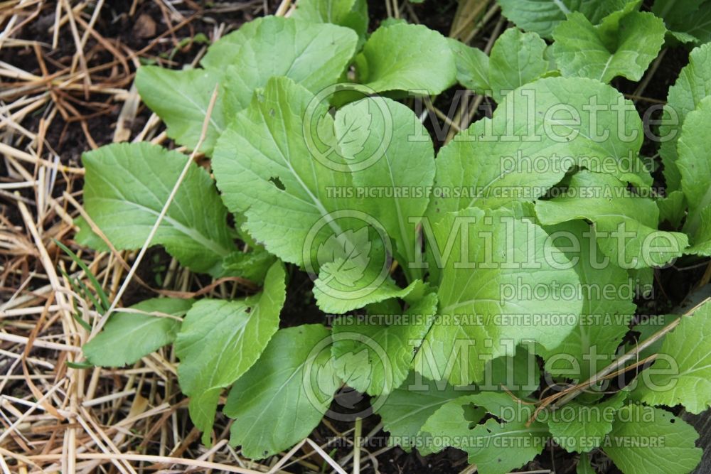 Brassica Bau-Sin (Mustard lettuce oriental vegetable) 1 