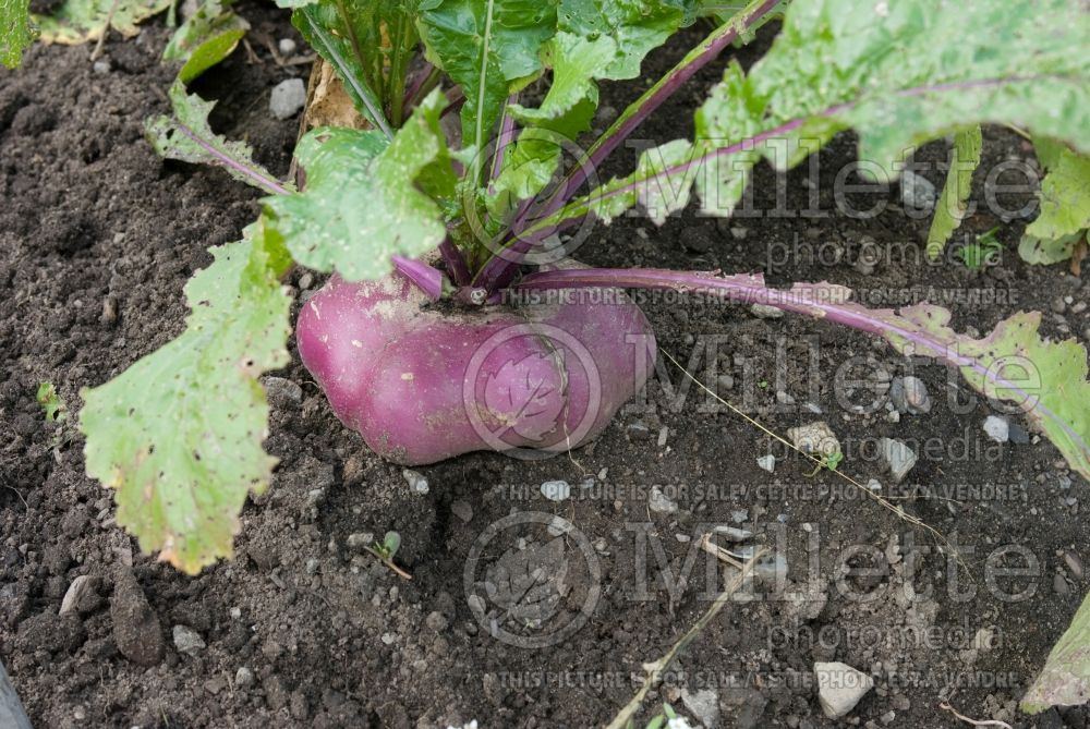 Brassica napus (Rutabaga Swedish turnip vegetable) 1 