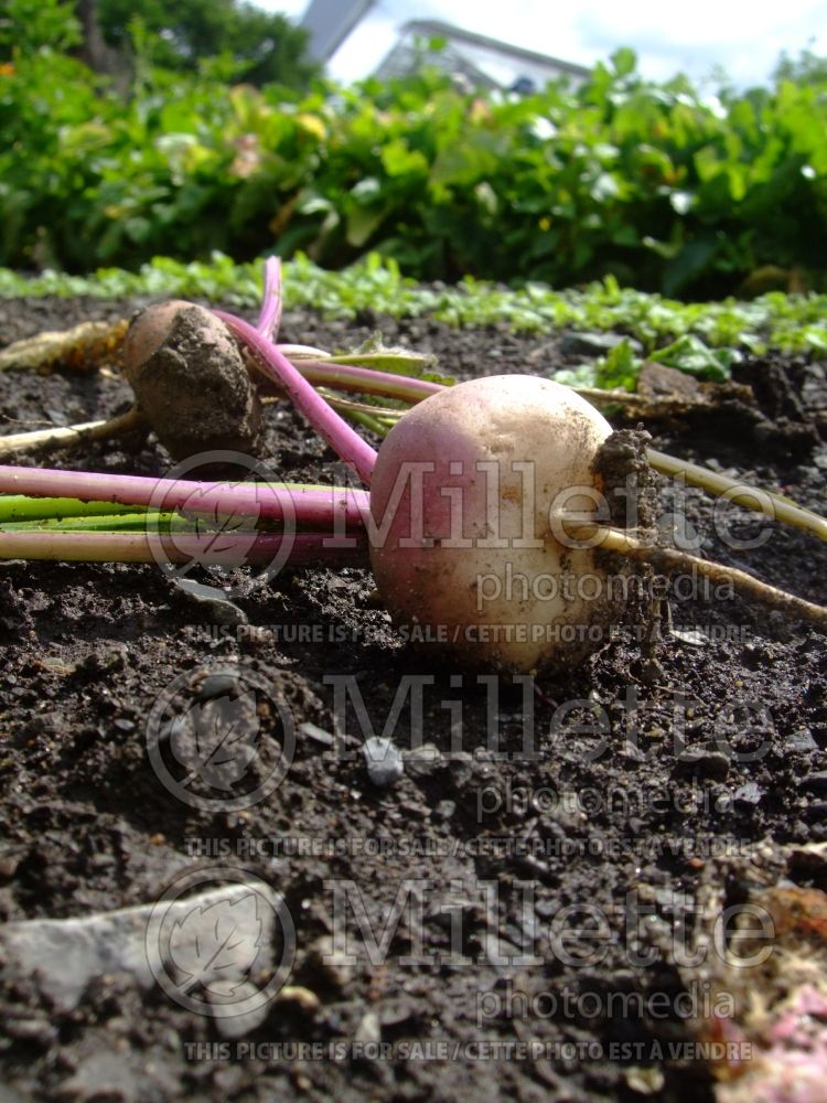 Brassica De Milan (Turnip vegetable - navet) 2 