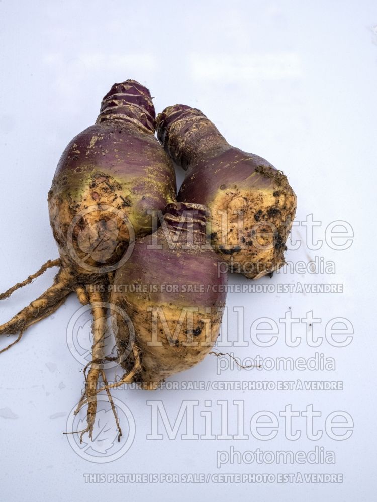 Brassica Helenor (Turnip rutabaga vegetable - navet) 2 