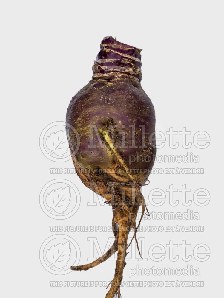 Brassica Helenor (Turnip rutabaga vegetable - navet) 3