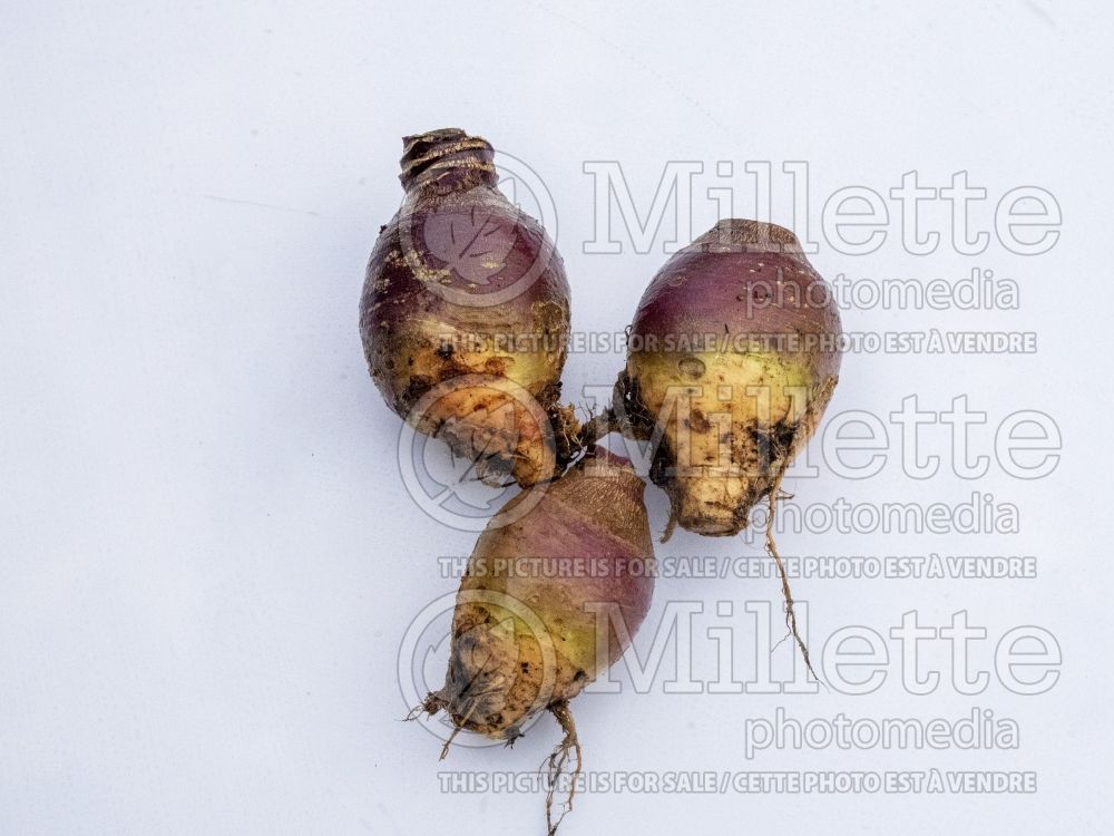 Brassica Helenor (Turnip rutabaga vegetable - navet) 4
