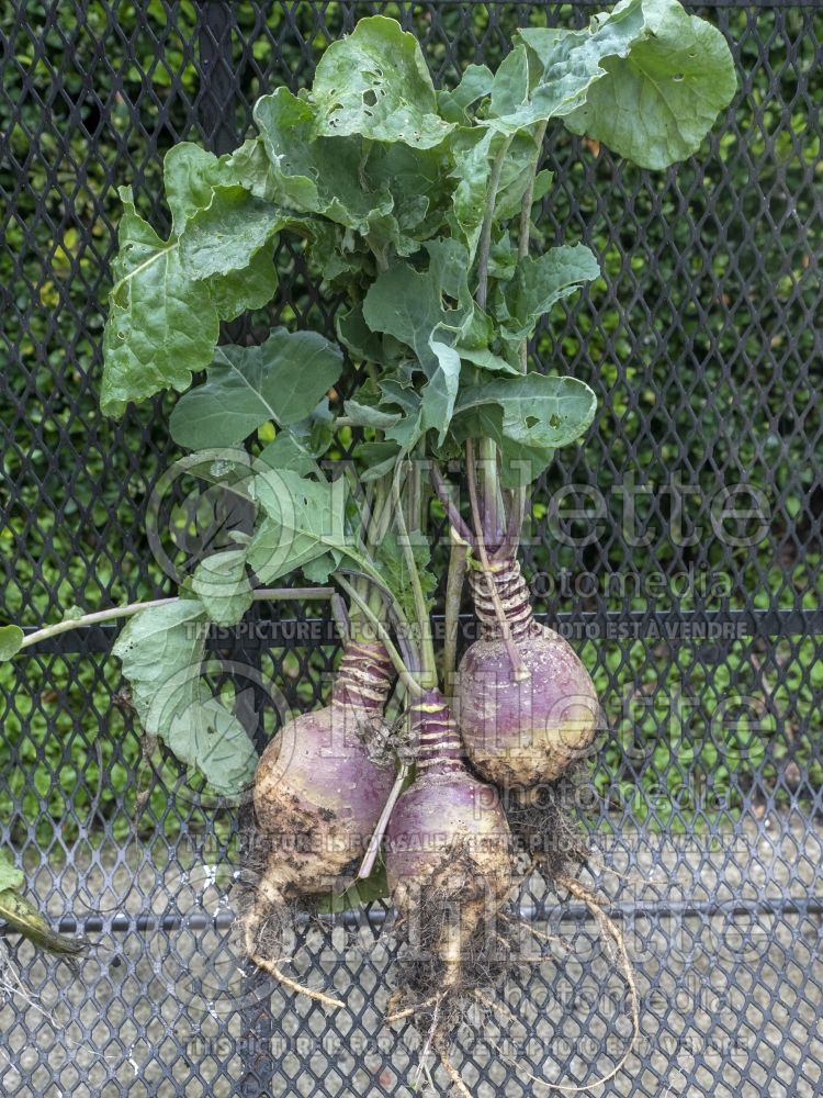 Brassica Helenor (Turnip rutabaga vegetable - navet) 1 