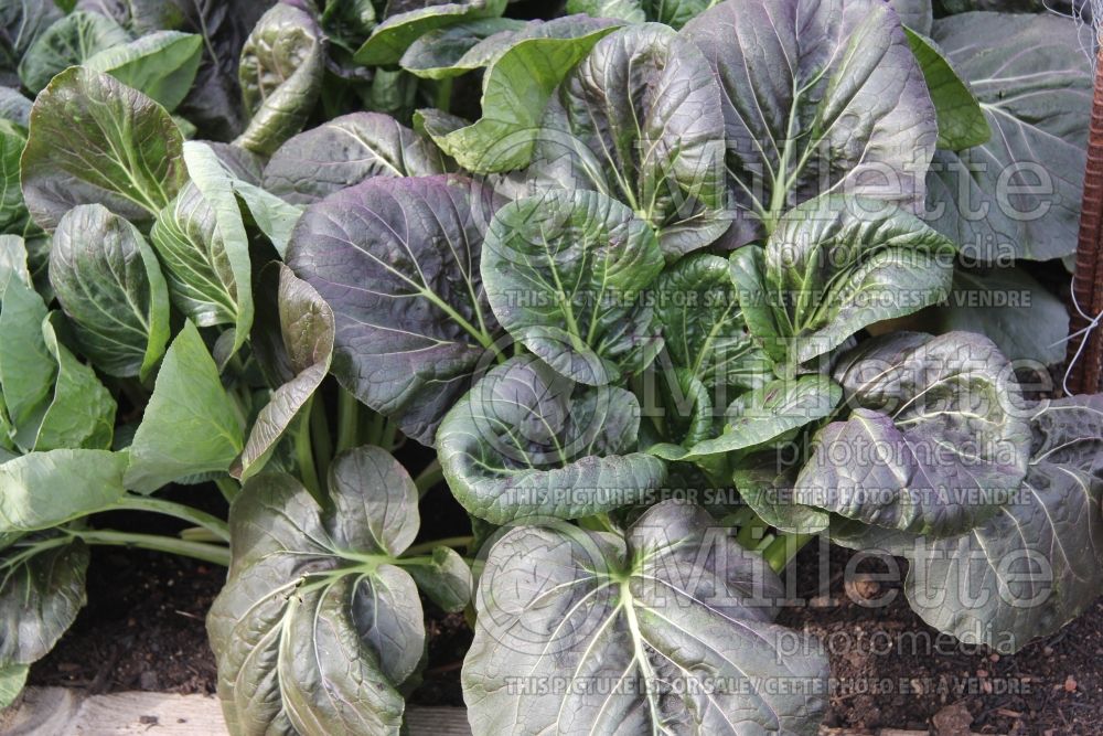 Brassica Red Violet TatSoi (Chinese cabbage vegetable) 1 