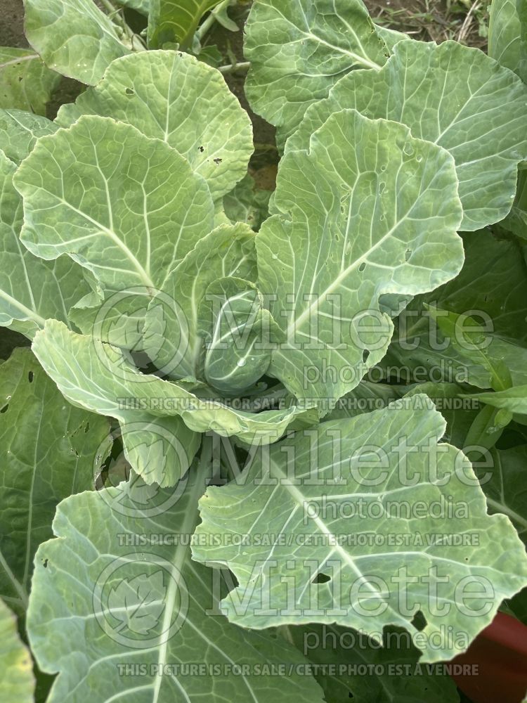 Brassica Champion (Collards vegetable) 2 