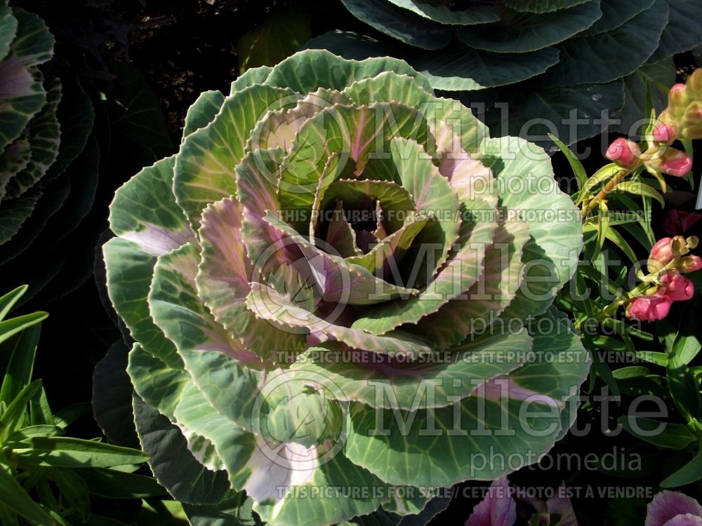 Brassica Crane Pink (Cabbage vegetable) 1 