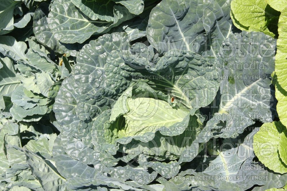 Brassica Hi-Crop (kale vegetable) 1 