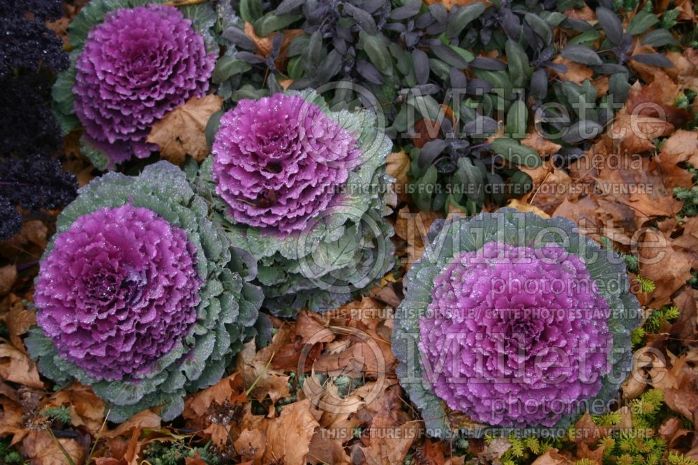 Brassica Nagoya Red (kale vegetable – chou frisé) 5 