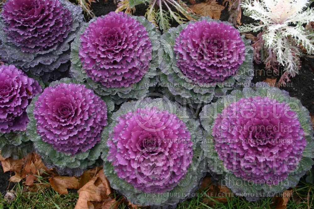 Brassica Nagoya Red (kale vegetable – chou frisé) 6 