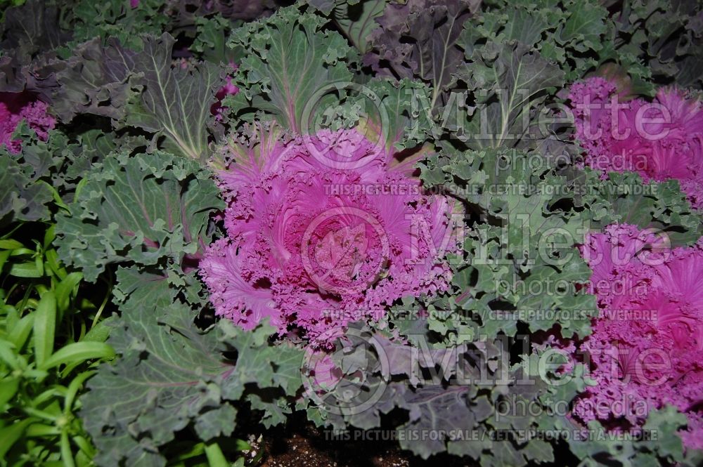 Brassica Nagoya Red (kale vegetable – chou frisé) 7 