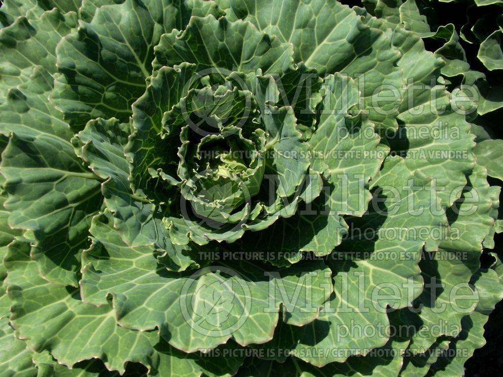 Brassica Pigeon White (Cabbage vegetable) 1 