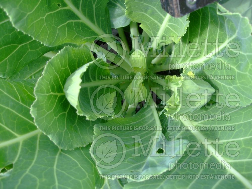 Brassica Top Bunch (Cabbage vegetable) 1 