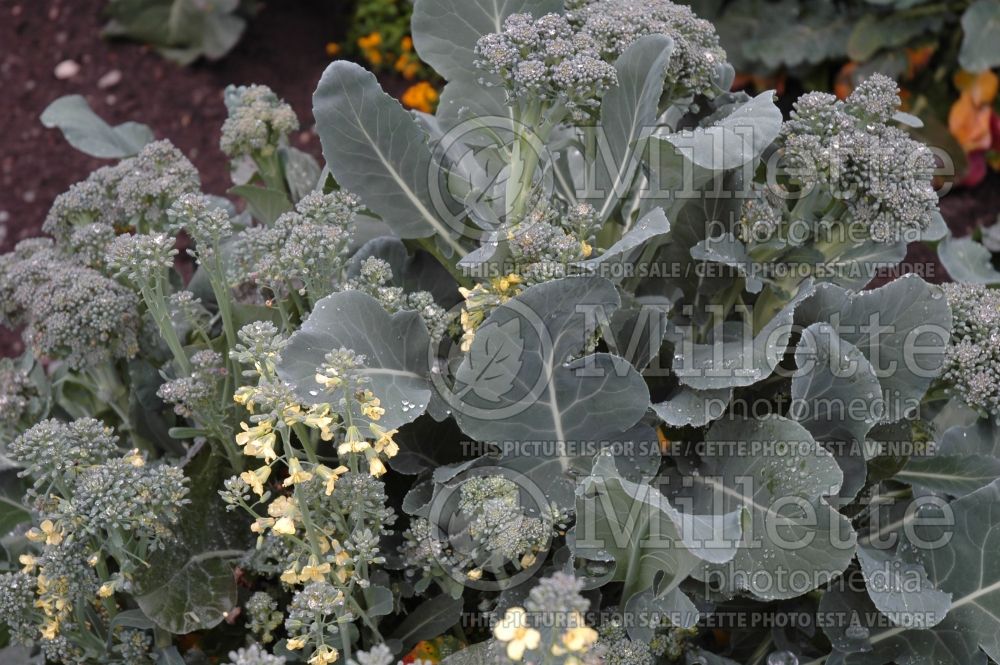 Brassica Arcadia (Broccoli vegetable) 5 