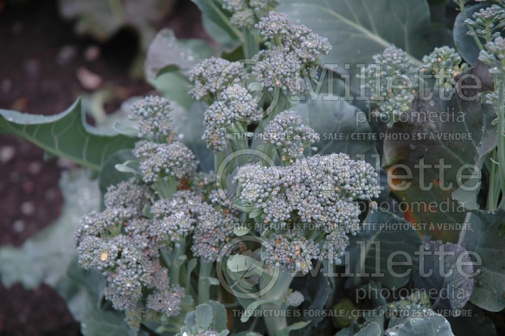 Brassica Arcadia (Broccoli vegetable) 6 