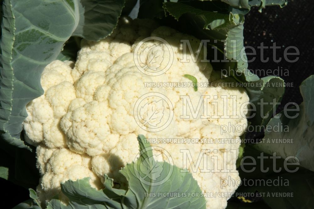 Brassica oleracea botrytis (cauliflower vegetable – chou fleur) 1