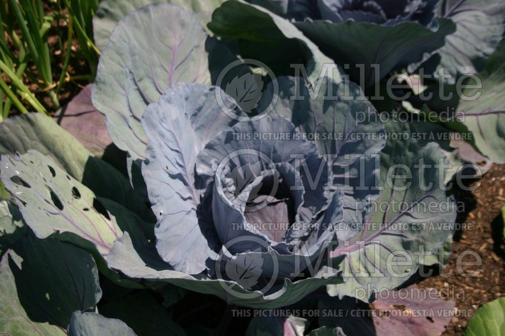 Brassica Cairo (Cabbage vegetable - chou) 2