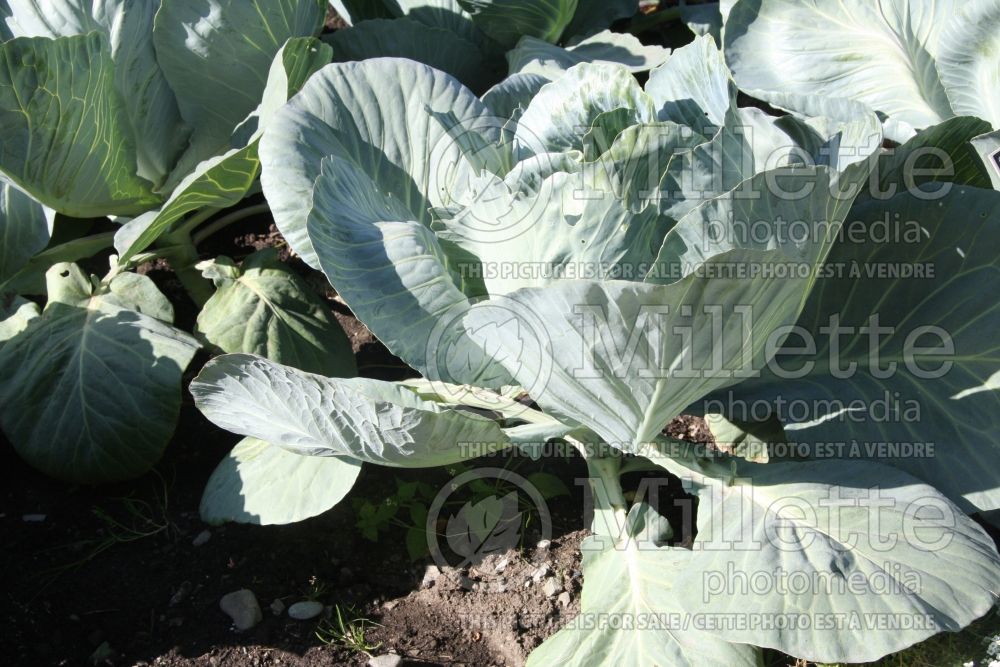 Brassica Constellation (Cabbage vegetable - chou) 3