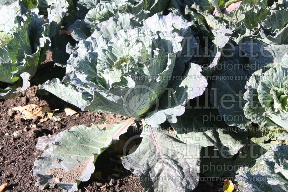 Brassica Deadon (Cabbage vegetable - chou) 4