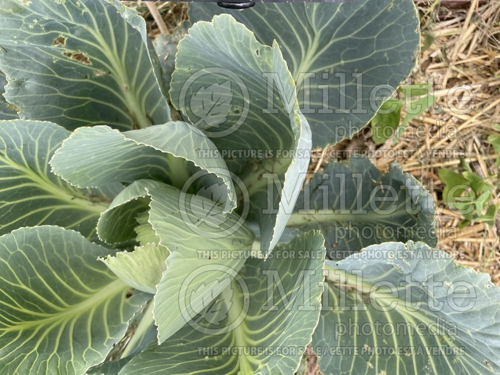 Brassica Quintal d'Alsace (Collards vegetable) 1 