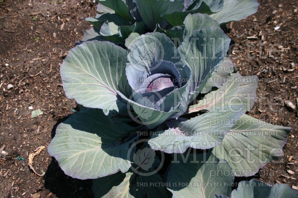 Brassica Ruby Dynasty (Cabbage vegetable - chou) 2