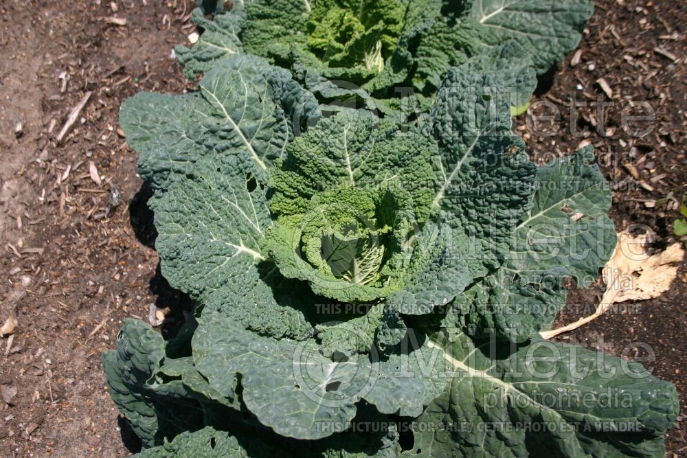 Brassica Samantha (Cabbage vegetable - chou) 3