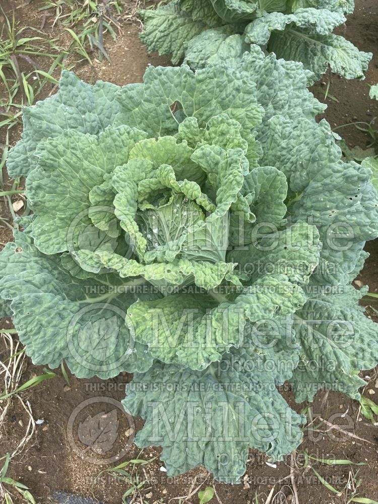 Brassica Des Vertus Savoy (cabbage vegetable) 1 