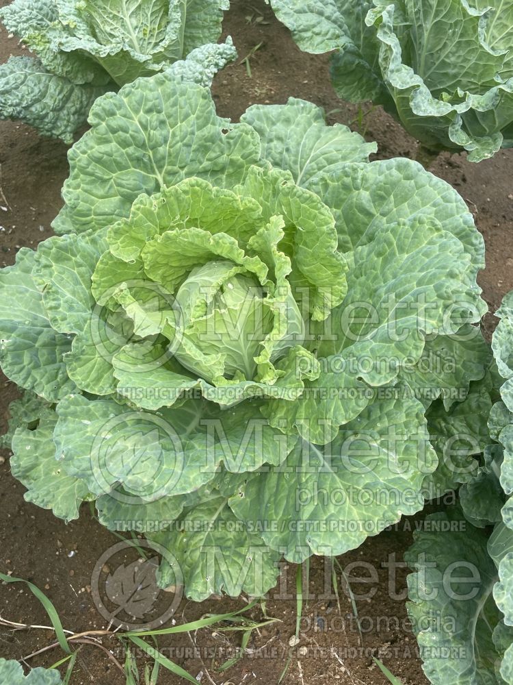 Brassica Des Vertus Savoy (cabbage vegetable) 2 
