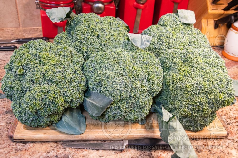 Brassica Emerald Crown (Broccoli vegetable) 1 