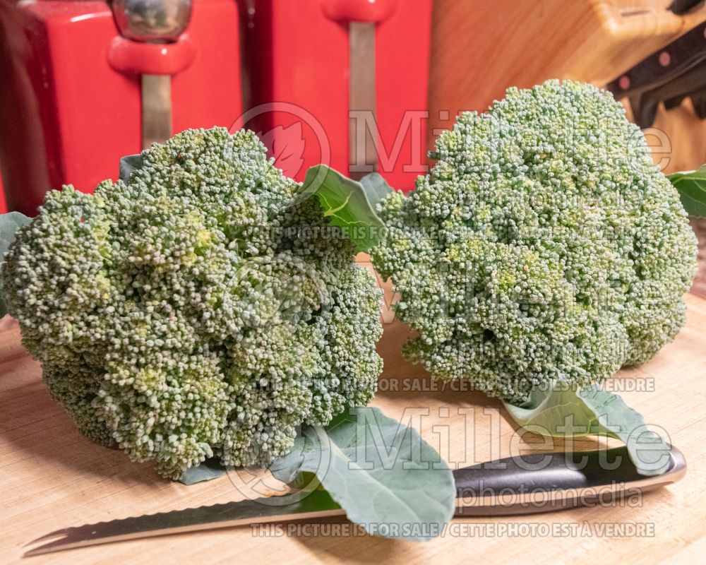 Brassica Emperor (Broccoli vegetable) 1 