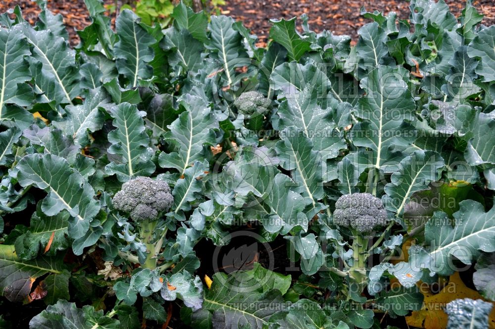 Brassica Everest (Broccoli vegetable) 1 