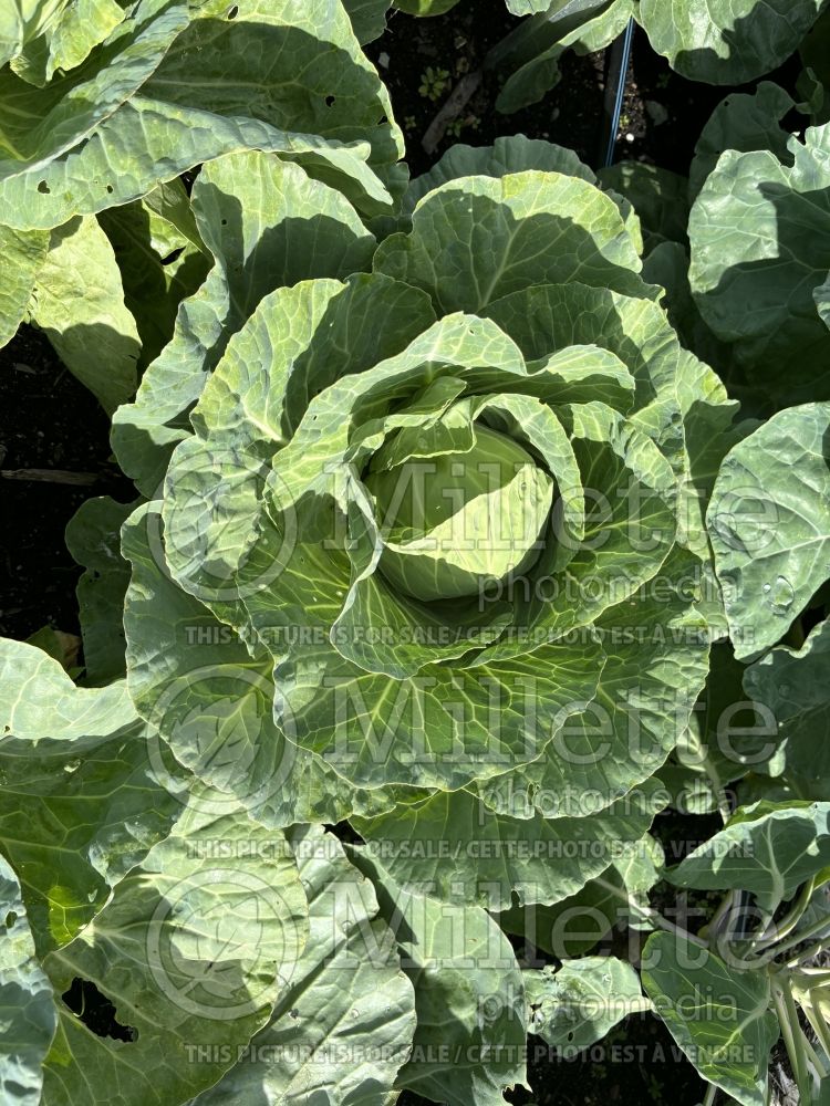 Brassica Golden Acre (Cabbage vegetable) 3 