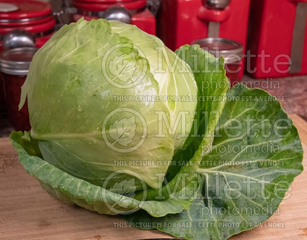 Brassica Golden Acre (Cabbage vegetable) 1