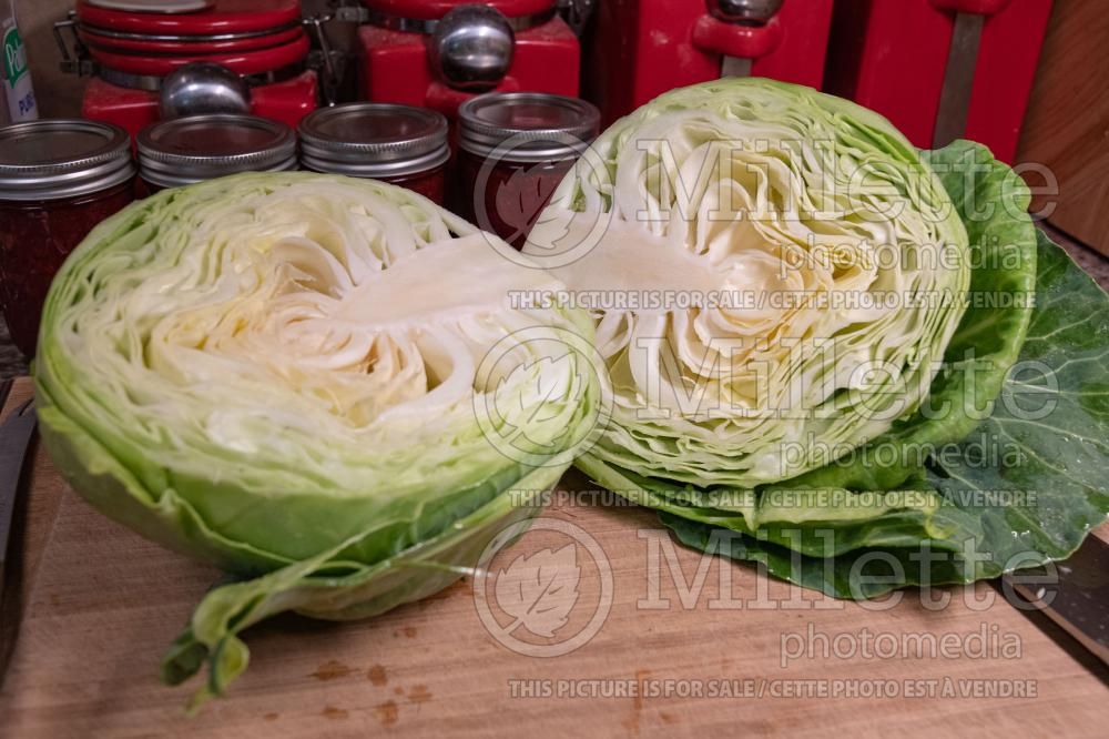 Brassica Golden Acre (Cabbage vegetable) 2