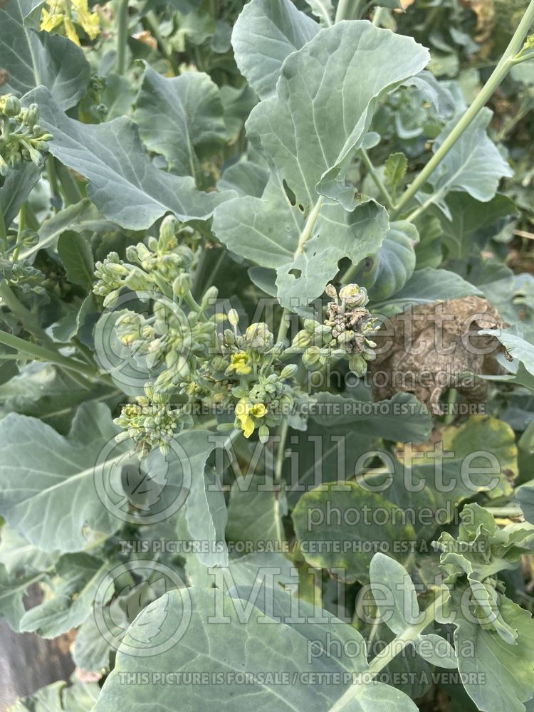 Brassica Goliath (Cabbage vegetable - chou) 1 