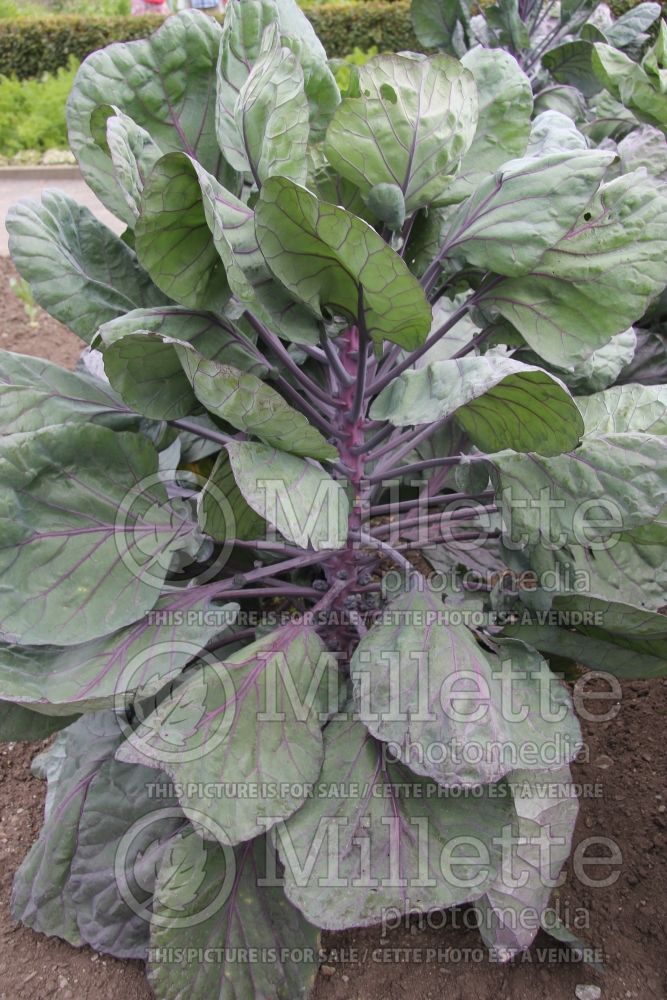 Brassica Red Rubine (Brussels sprouts) 1 