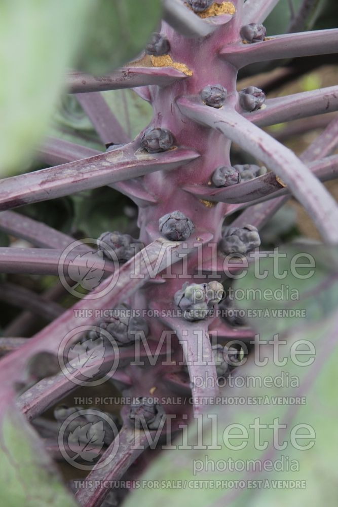 Brassica Red Rubine (Brussels sprouts) 2 