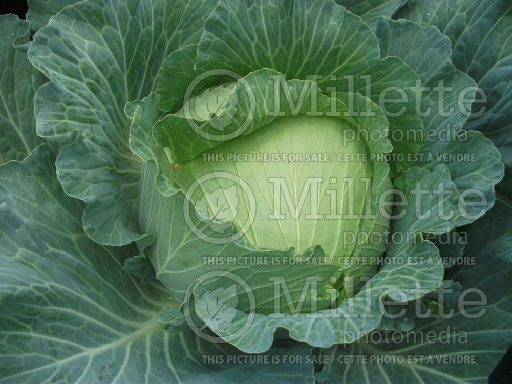 Brassica Gunma (Cabbage vegetable - chou) 2 