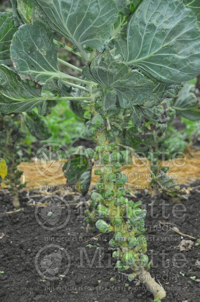 Brassica Jade Cross (Brussels Sprouts Vegetable – chou de Bruxelles) 2 