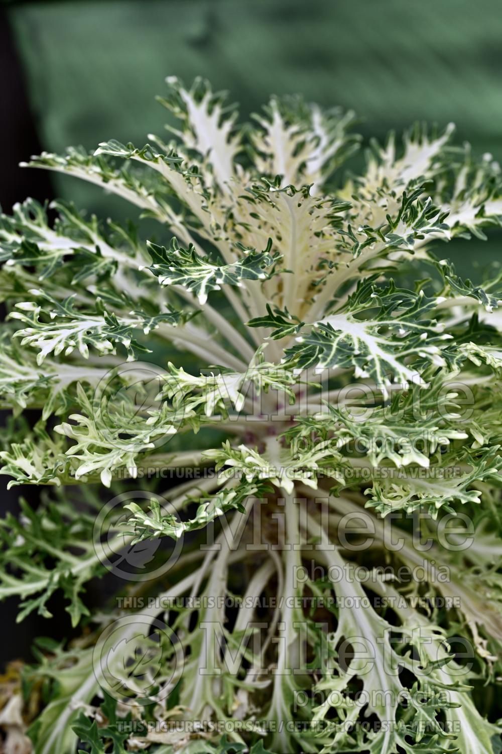 Brassica oleracea (Collard greens vegetable) 5