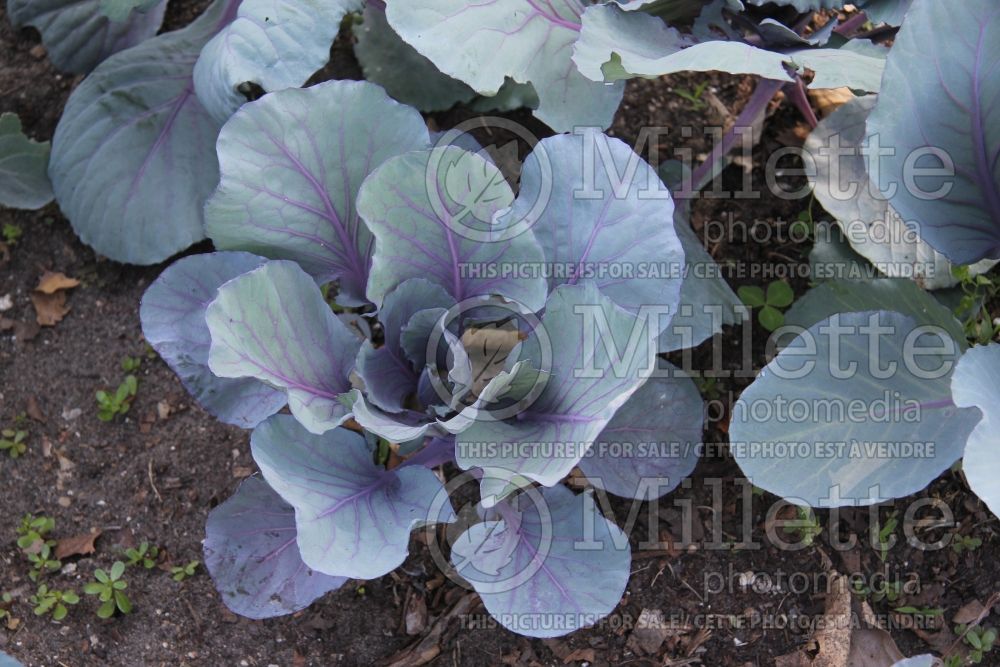 Brassica Mammoth Red Rock (Cabbage vegetable) 1 