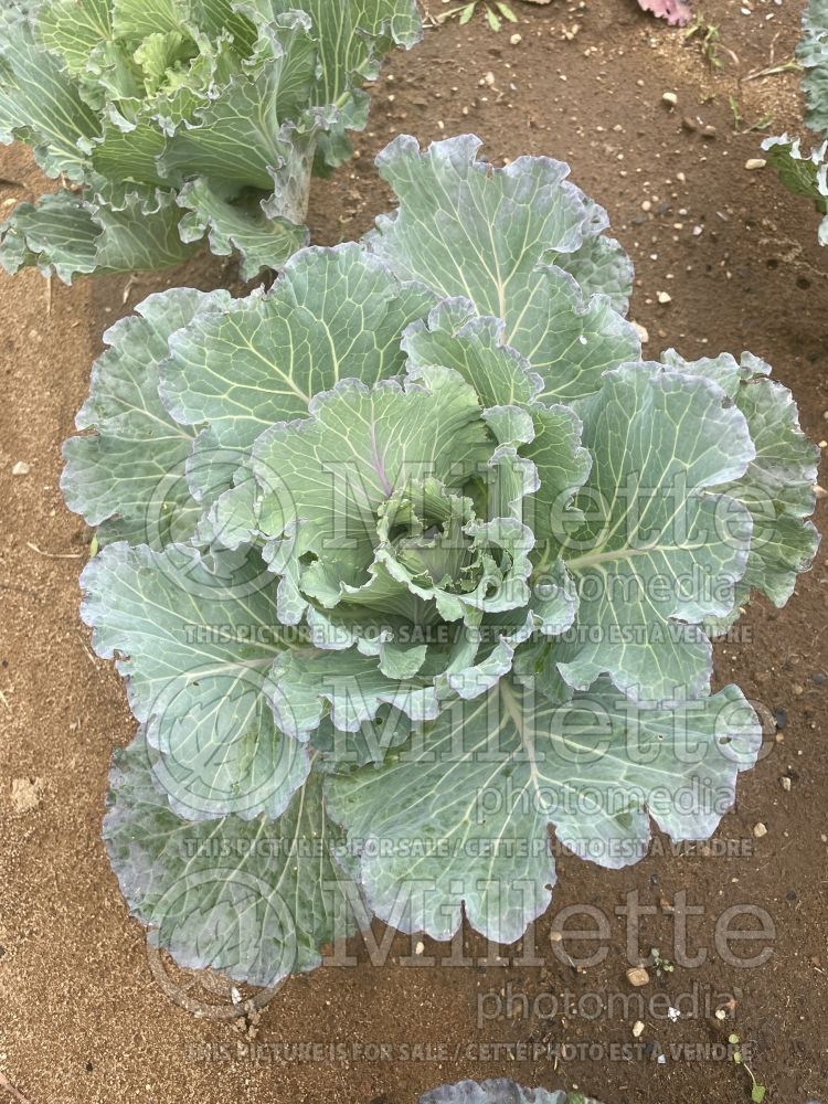 Brassica Milan de Pontoise (Cabbage vegetable) 2 