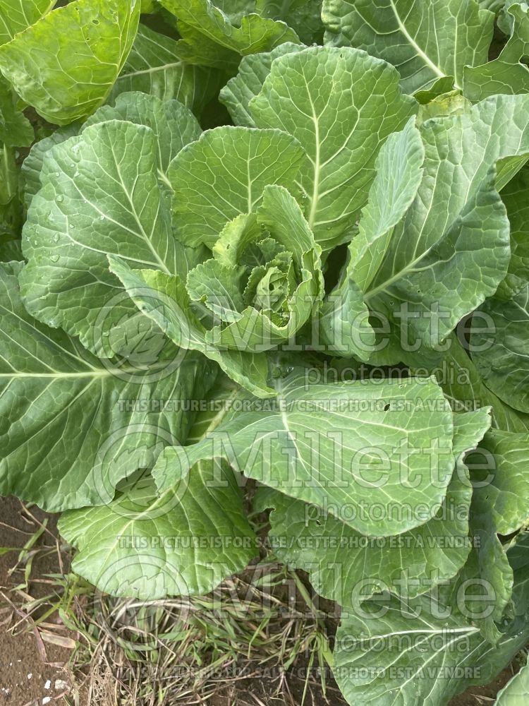 Brassica Morris Heading (Cabbage vegetable) 1 