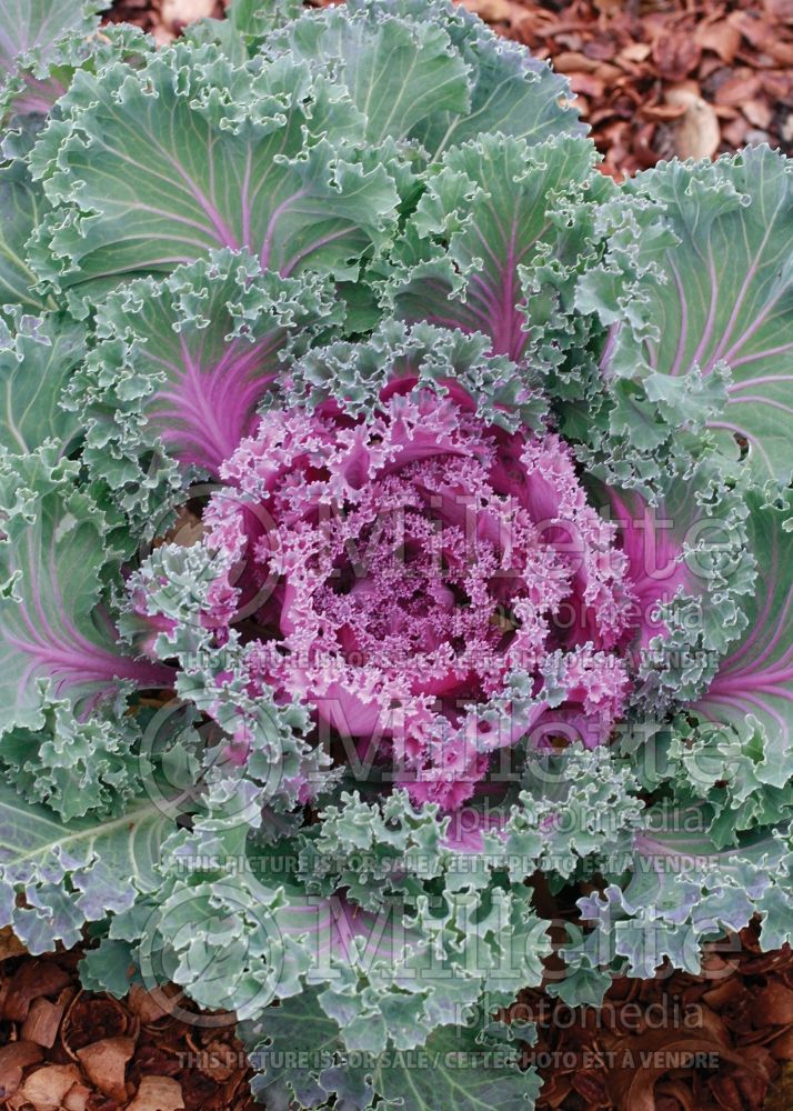 Brassica Nagoya Red (kale vegetable – chou frisé) 8 