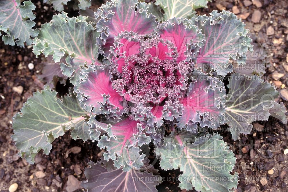 Brassica Nagoya Red (kale vegetable – chou frisé) 9 