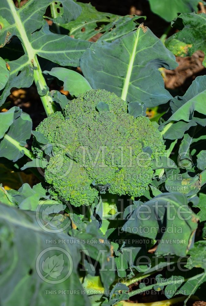 Brassica Packman (Broccoli vegetable) 2 